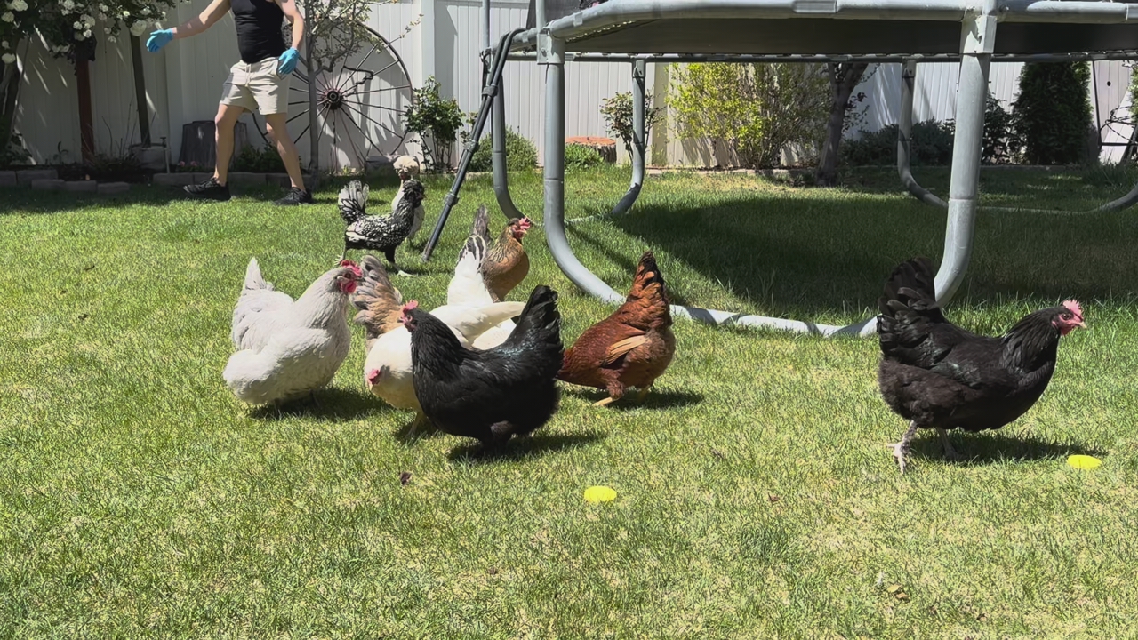 4 young laying hens for sale