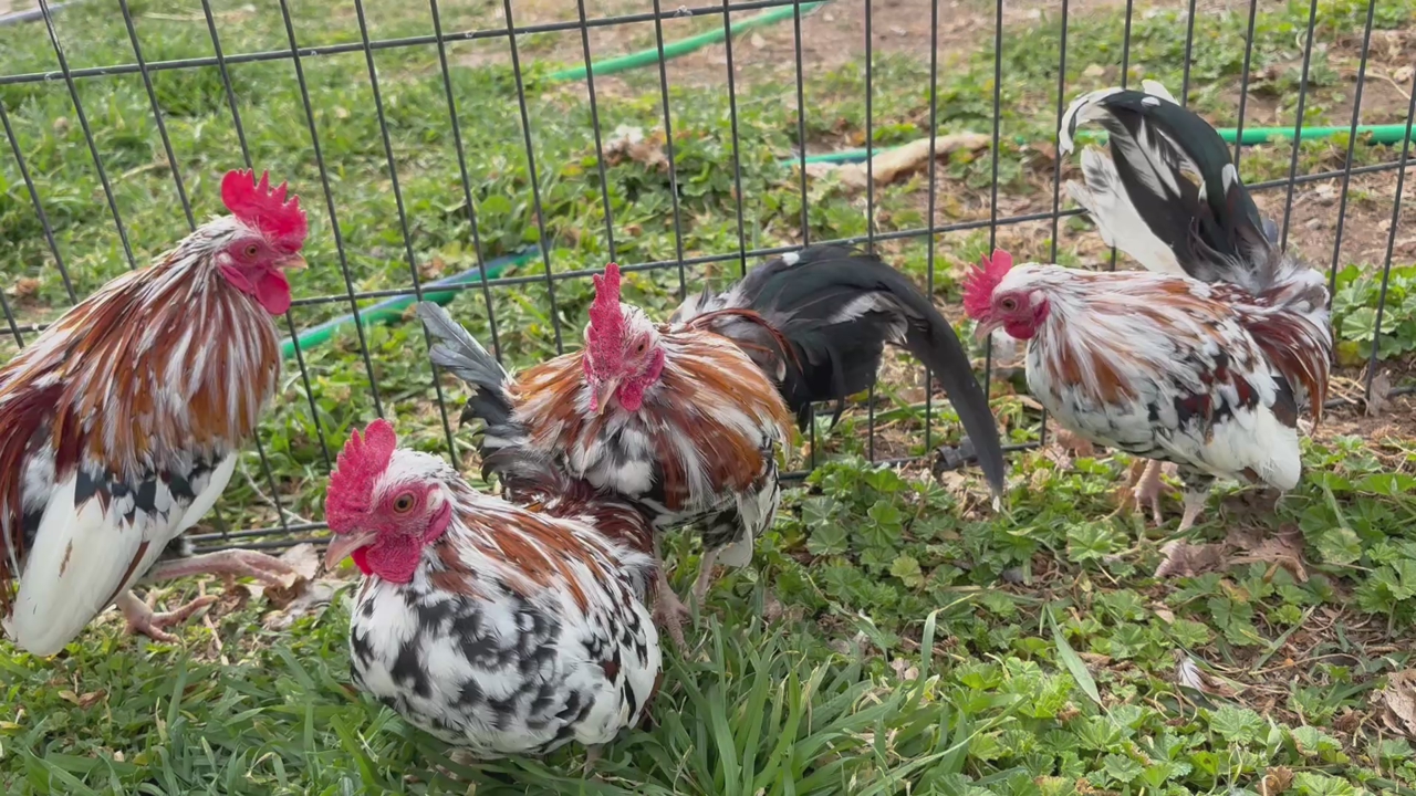 AZteca Roosters