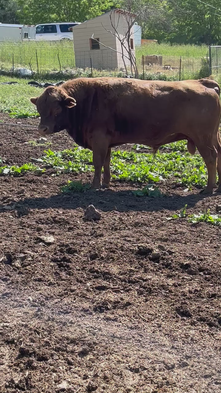 Dexter bull and bull calf for sale