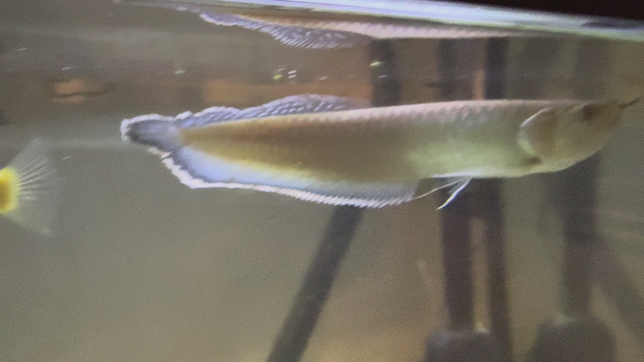 Black Arowana 14 Inch