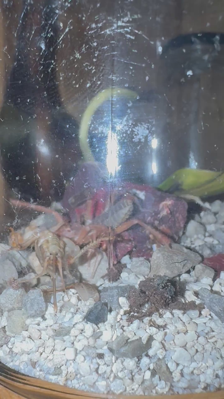 CAMEL SPIDER *rare*