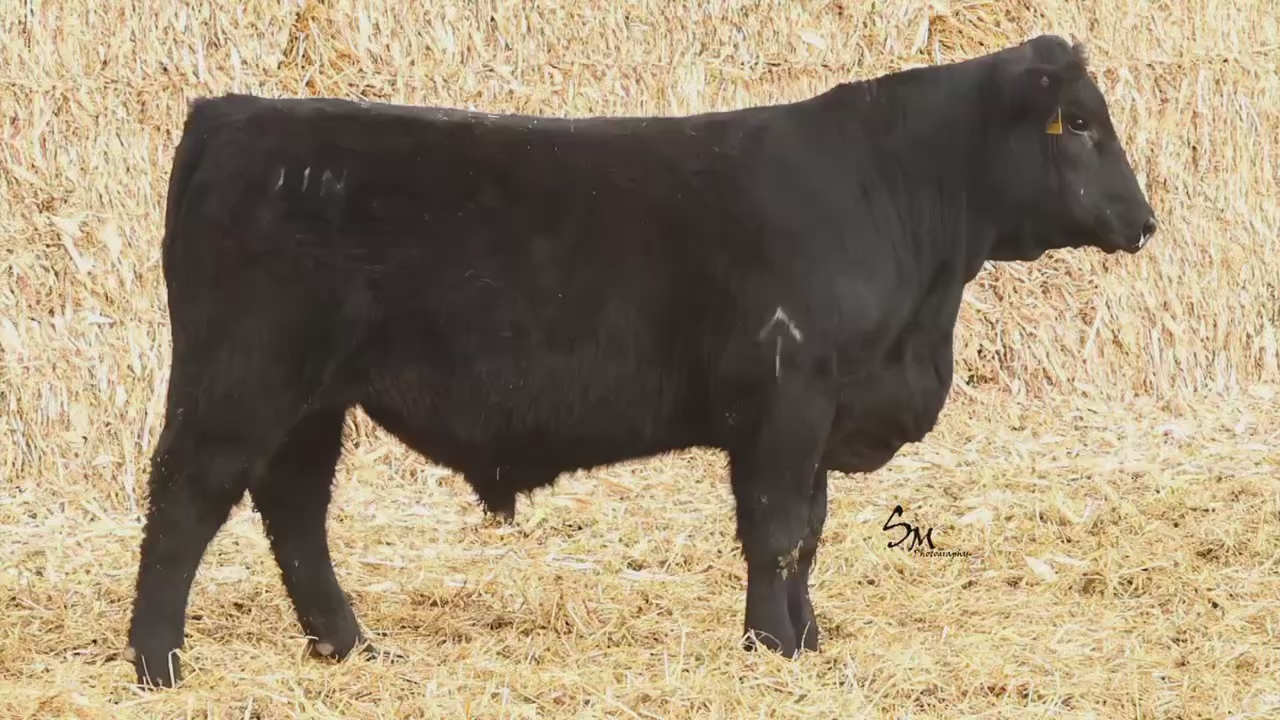 Black Angus Heifer Bull