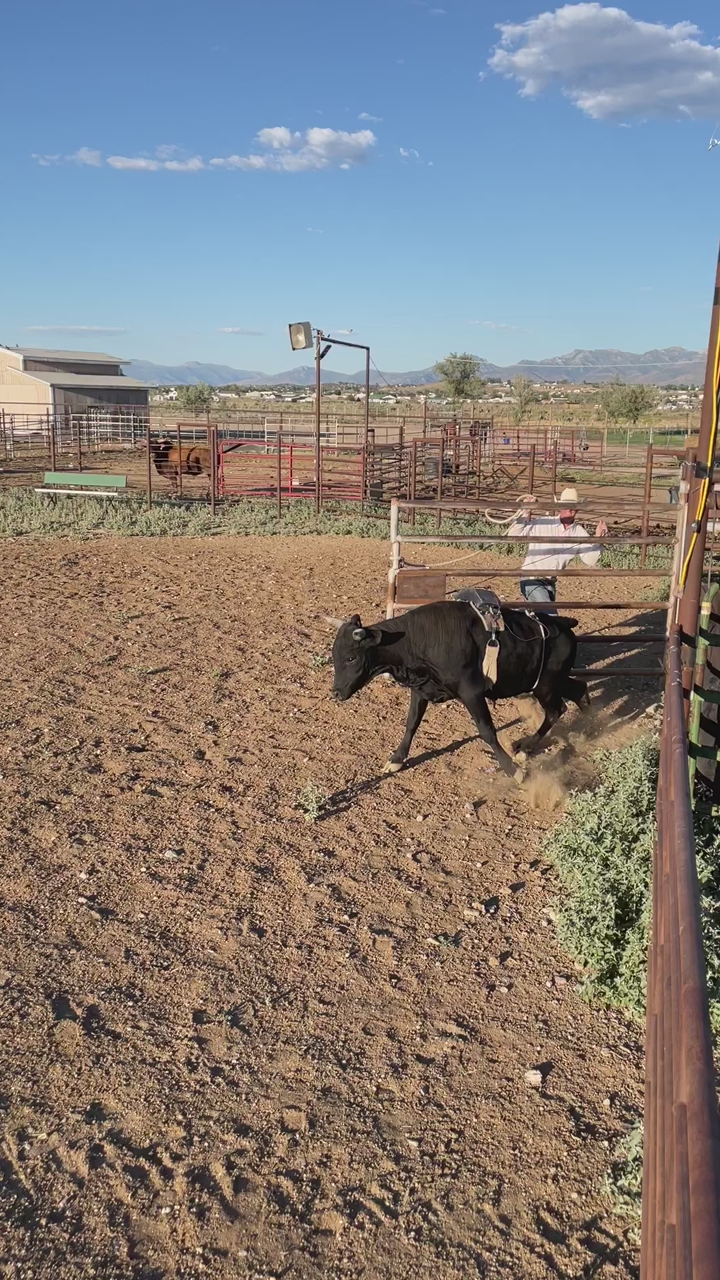 Mini bucking bull