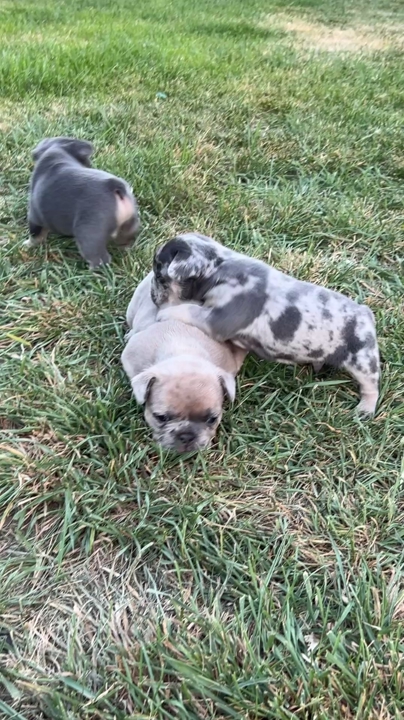 Puppies for sale