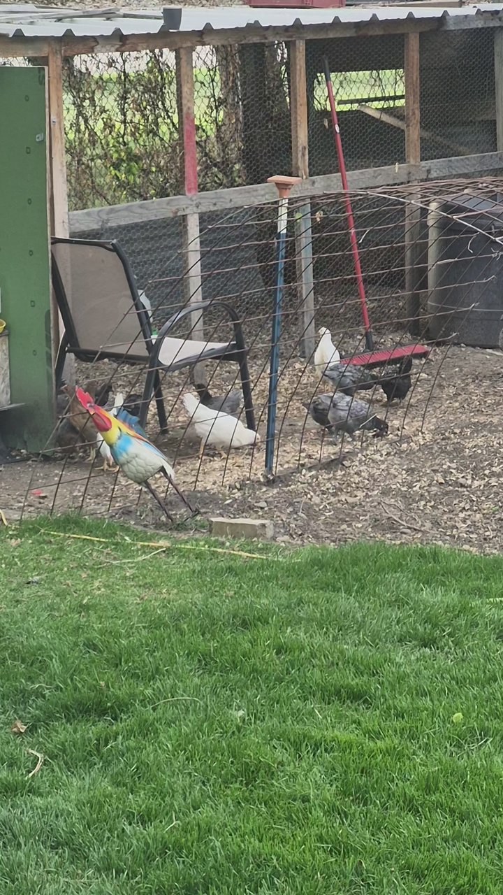 Pullets coop ready 8 wks. old