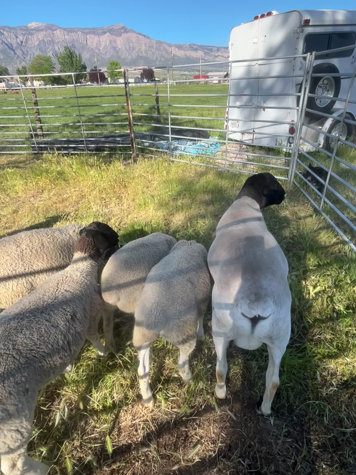 Ewes & 1 Ram