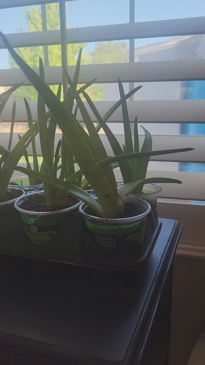 Aloe Vera Pups