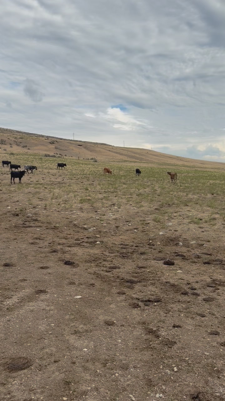 Bred Corriente Cows
