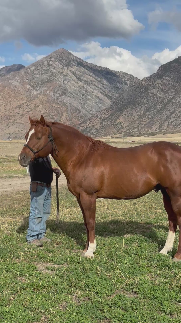 Stallion