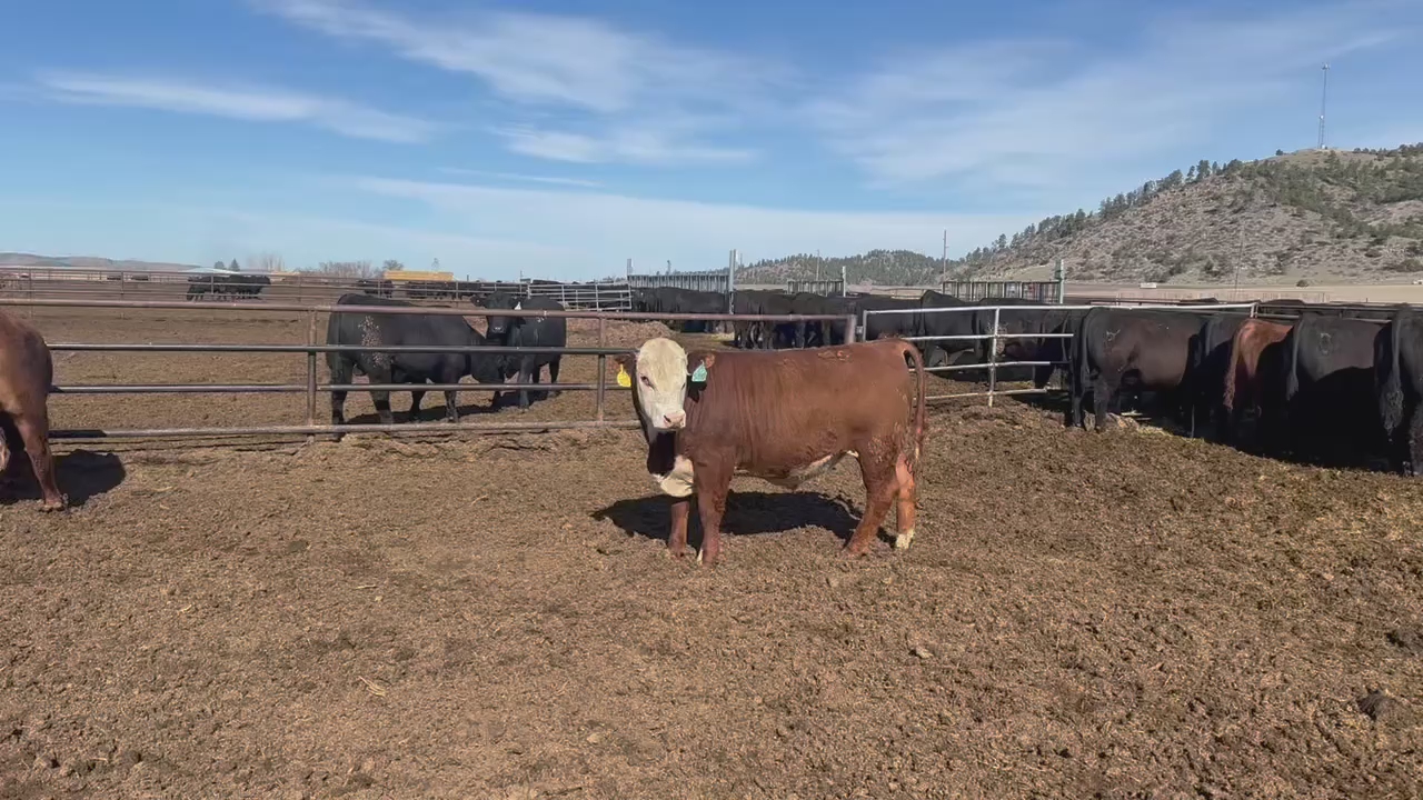 Registered Hereford Bull