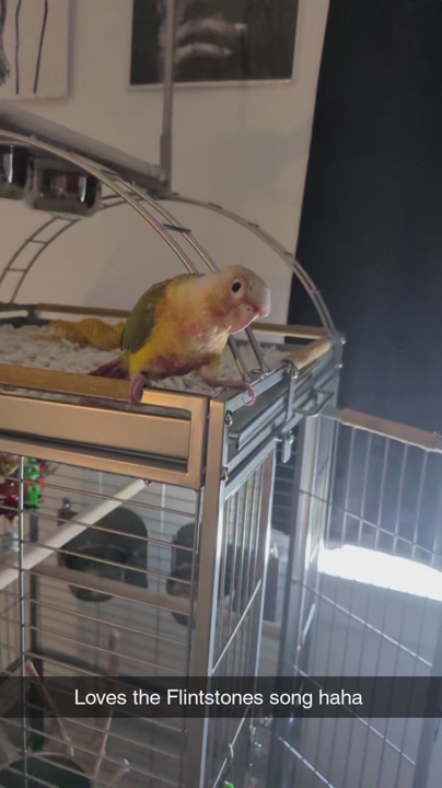 Conure