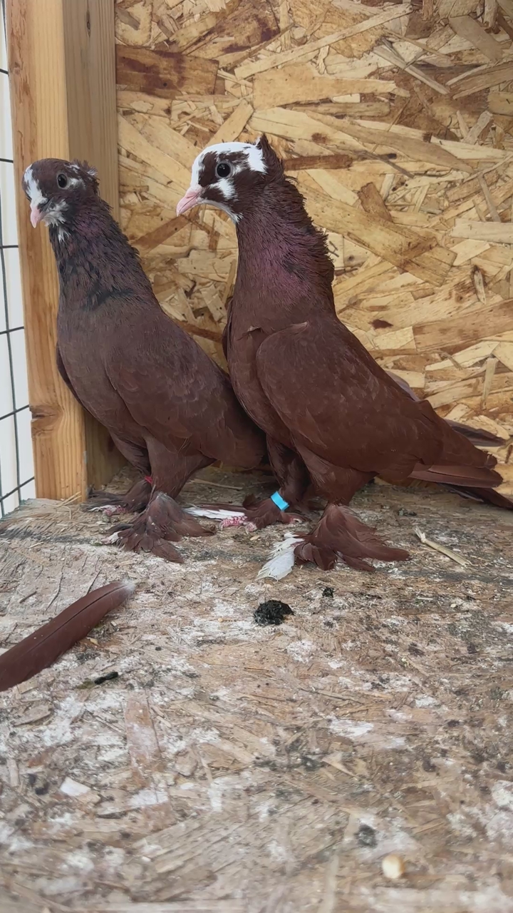 Pigeon