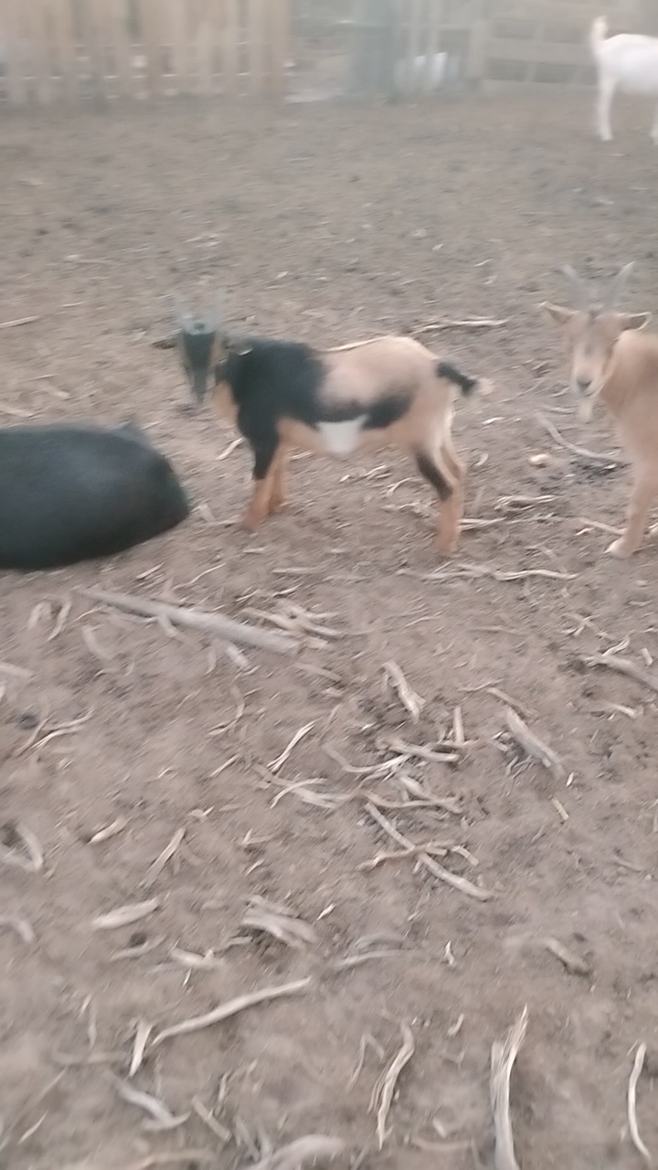 Nigerian dwarf x Pygmy mix Wether for sale