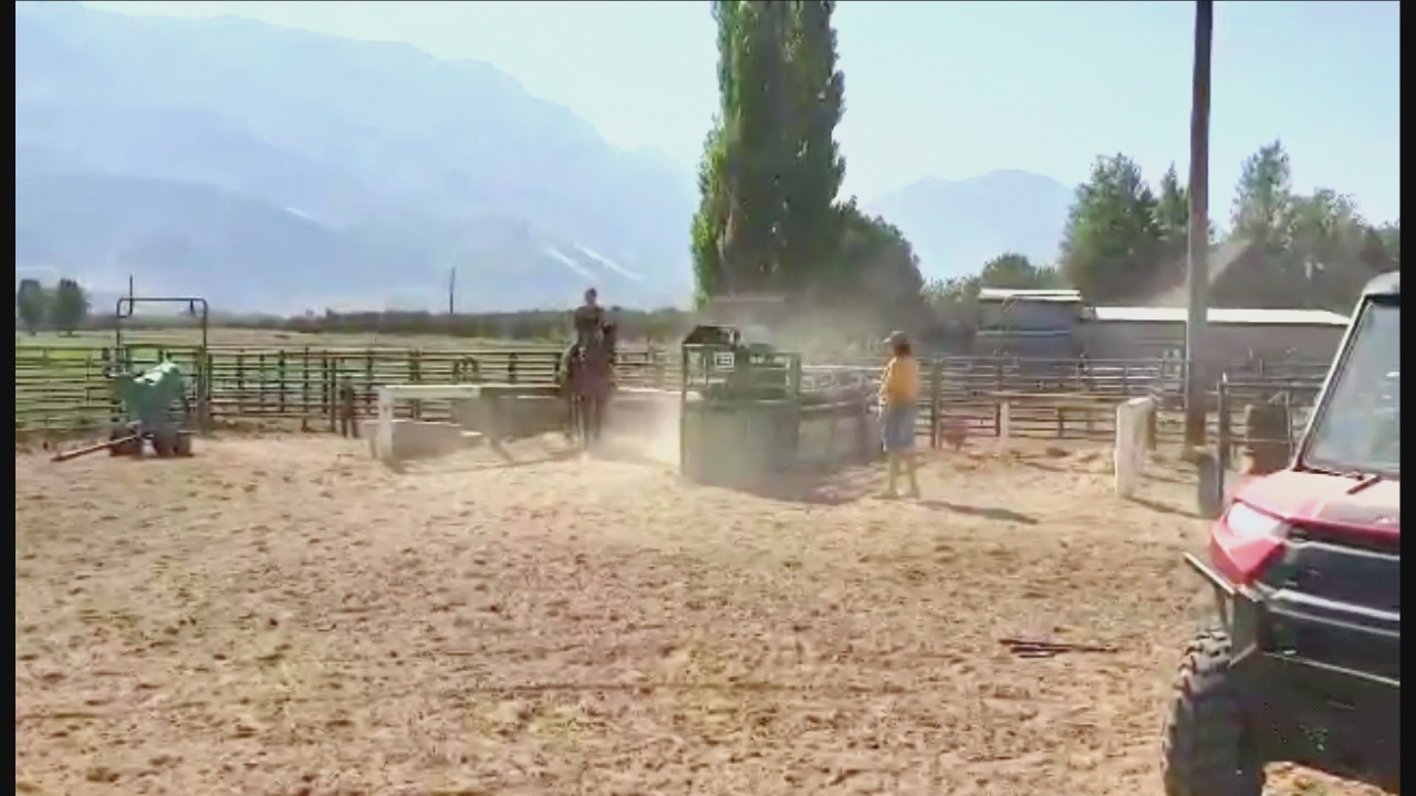 Heel, Barrel, & Breakaway horse