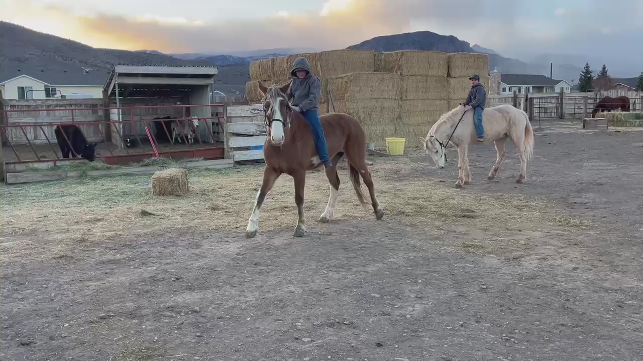 7 year old grade gelding