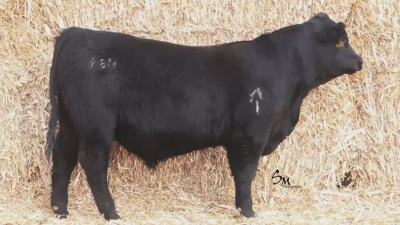 Registered Black Angus heifer Bull