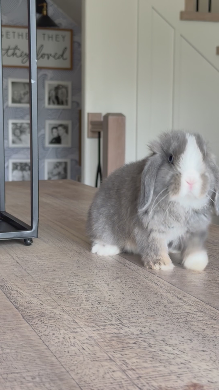 {Orion} Vm Squirrel pedigreed Holland Lop Buck
