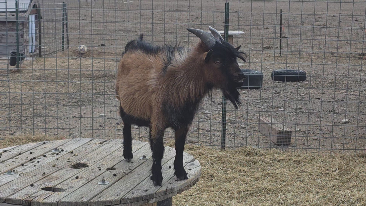 Registered Nigerian Dwarf Bucklings