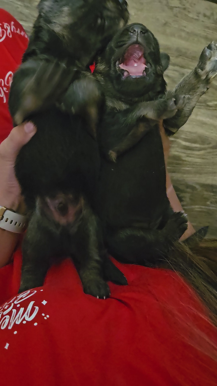 AKC German Shepherd pups