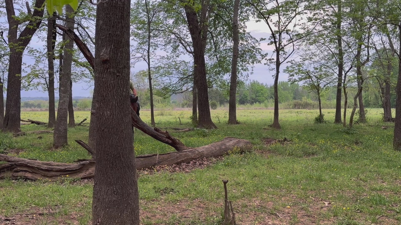 14.3 hh Molly Mule 5 year old