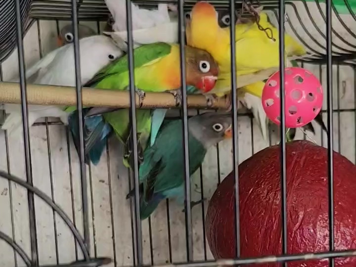 Lovebirds