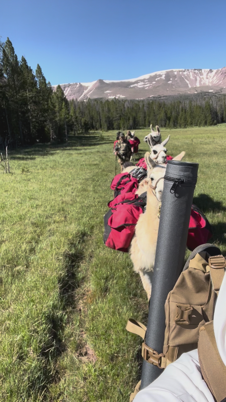 Llama Rental / Guided fishing Trips