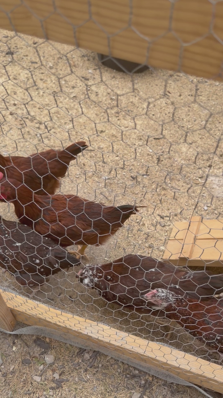 FREE Rhode Island Red Rooster