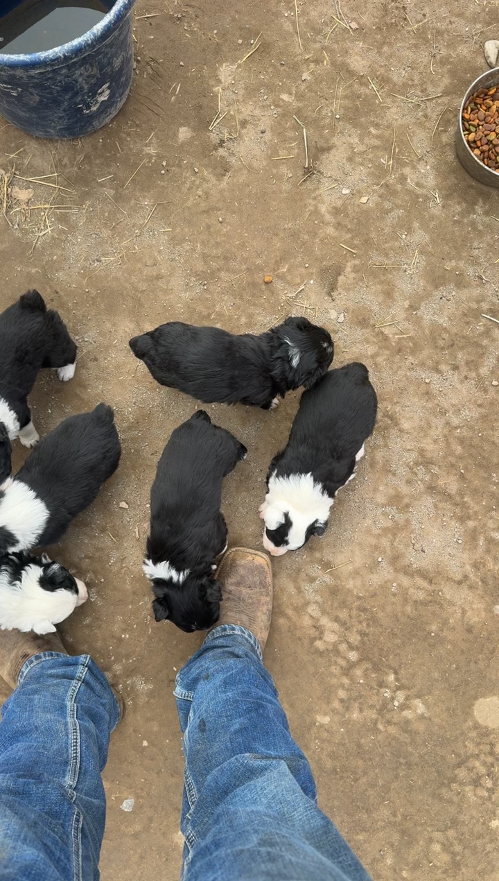 Border Collie/ Idaho Shag Puppies