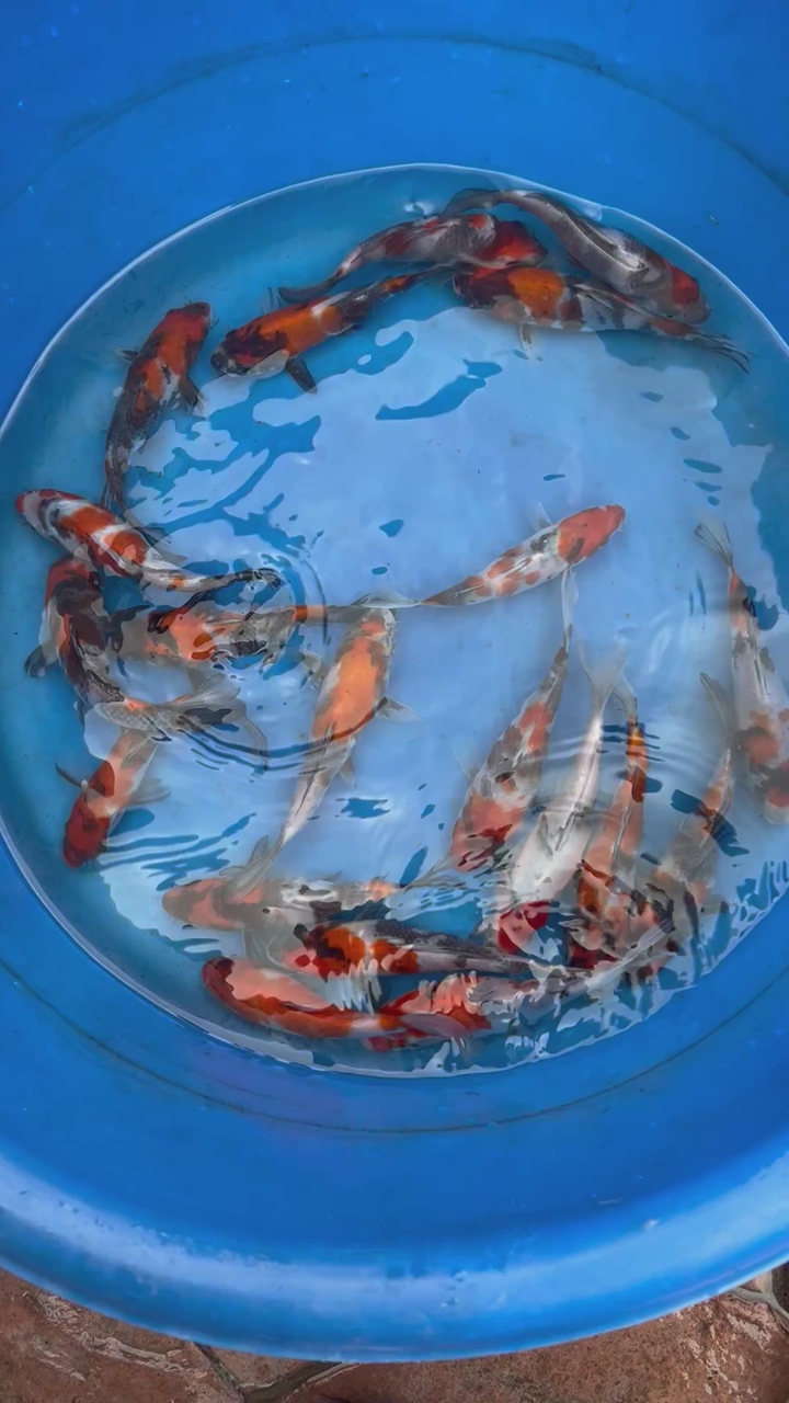 Koi fish Showa Tosai