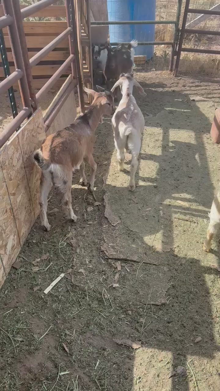 3-4 month old Boer kids