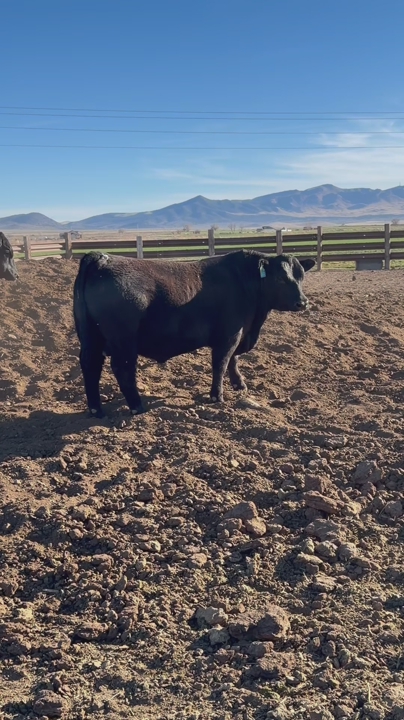 Yearling Sim Angus Bull