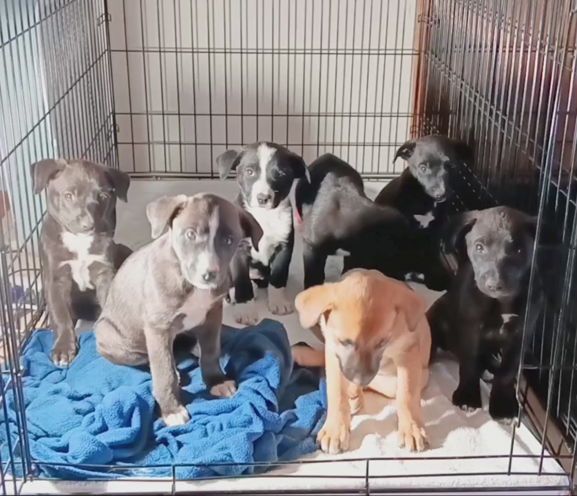 Celebrate Our 250th Anniversary Adopt An Affordable Rescue Puppy
Border Collie/ American Terrier Mix
7 Female Puppies $199 OBO