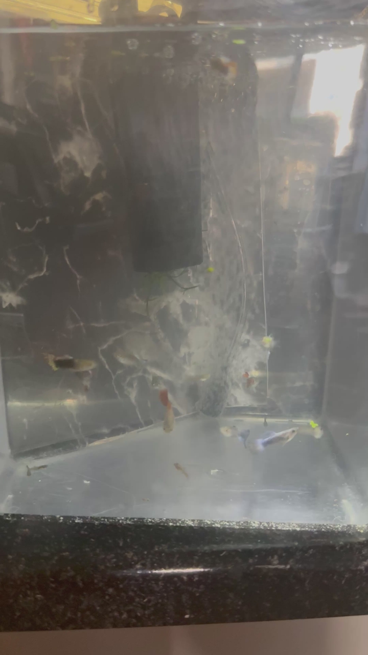 Guppies