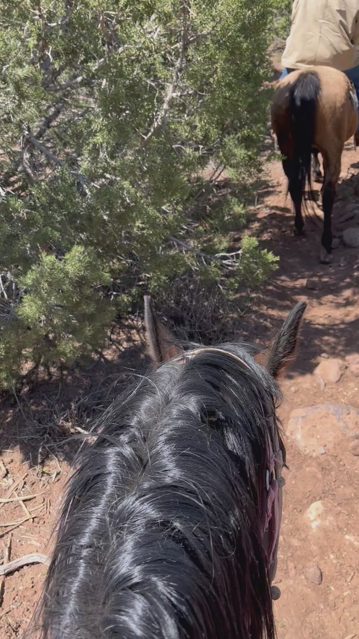 ISO horses to ride.
