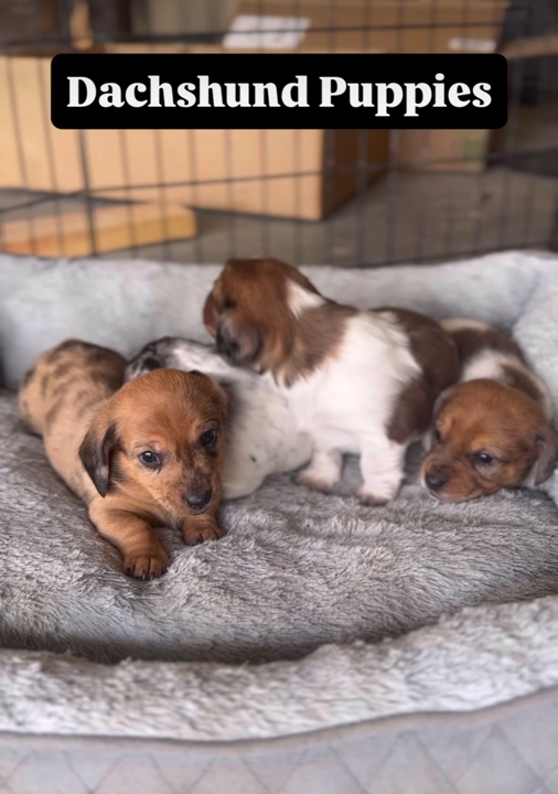 Dachshund Puppies