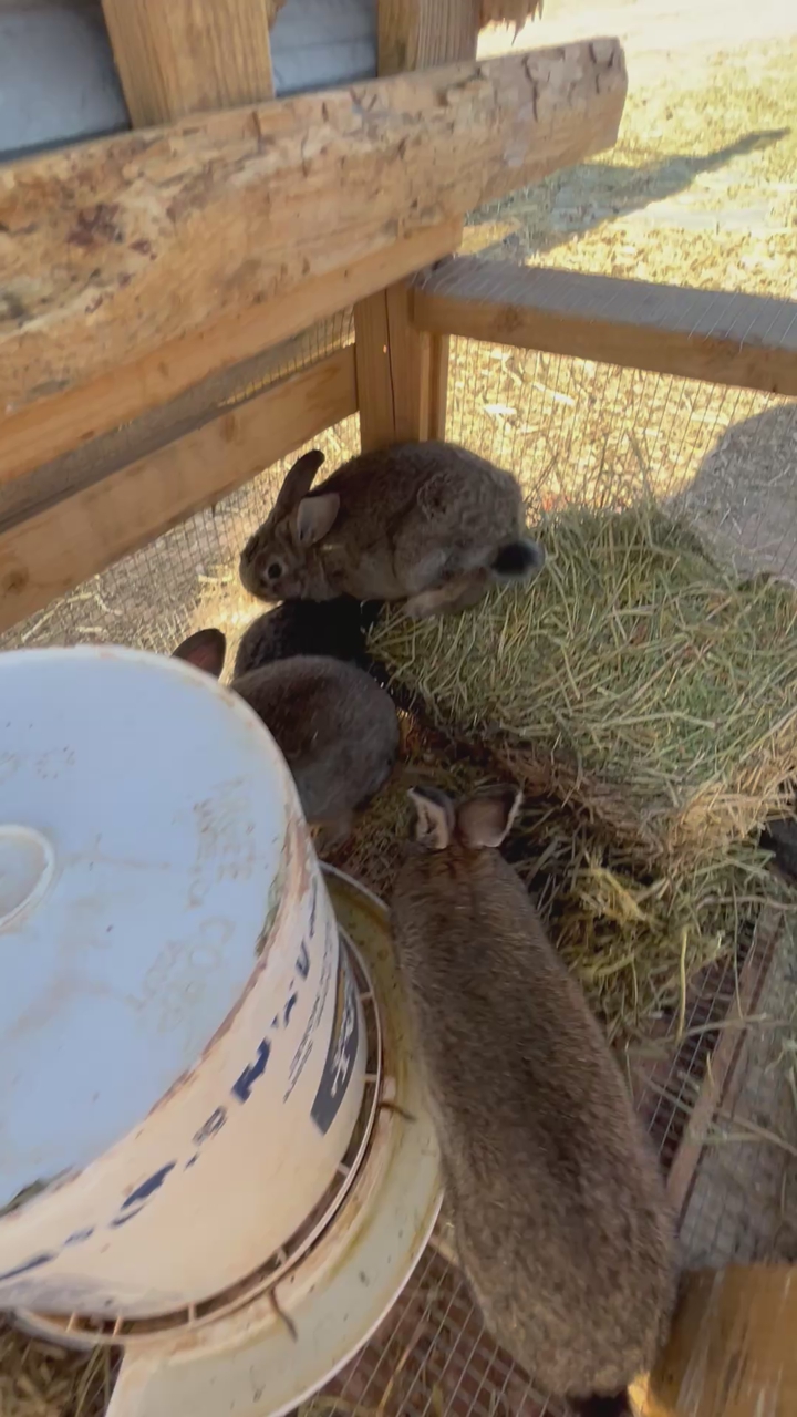 Rabbits for sale