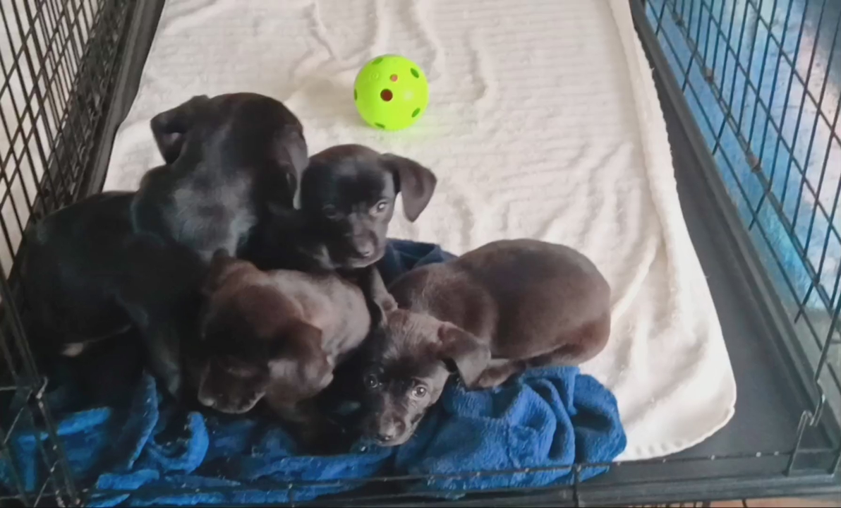 (4) TINY Border Collie/ Weimaraner Mix Puppies
