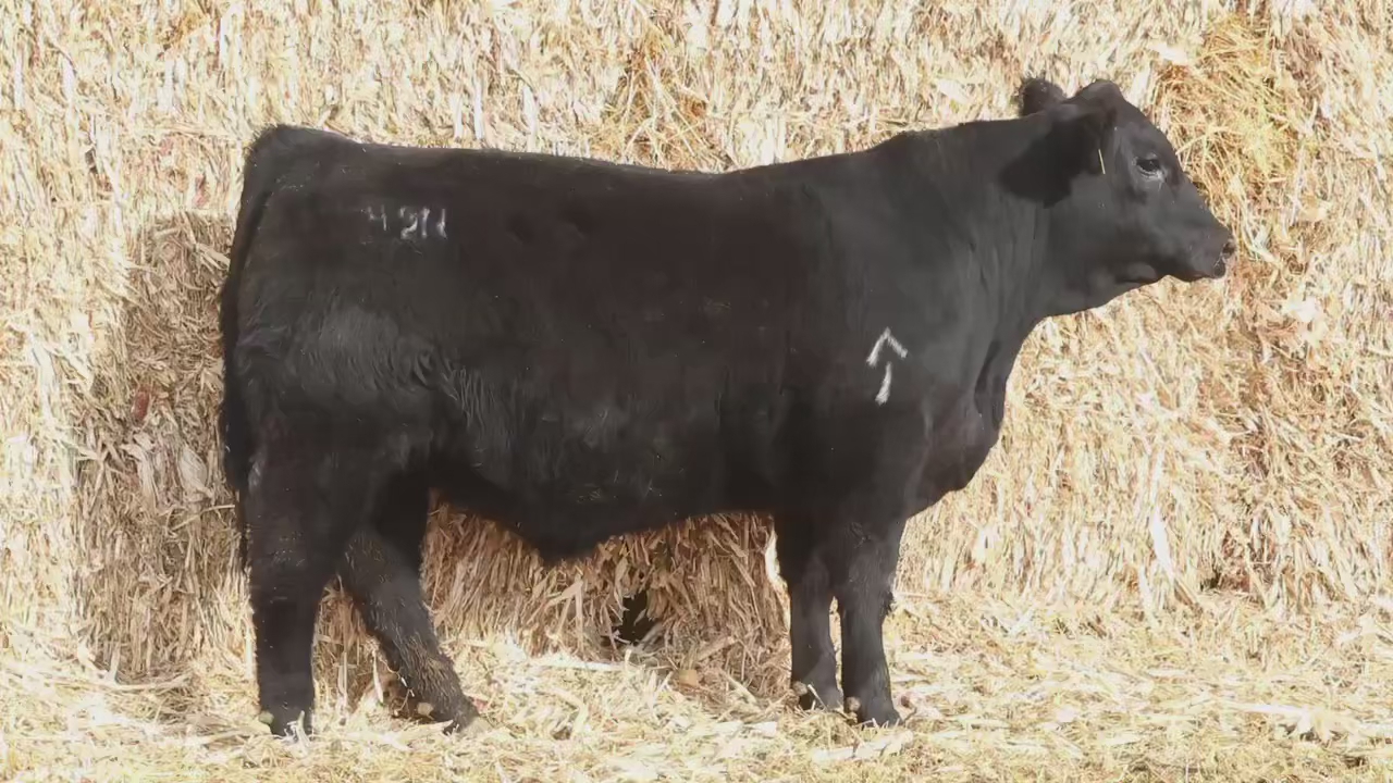 Registered Black Angus Bull