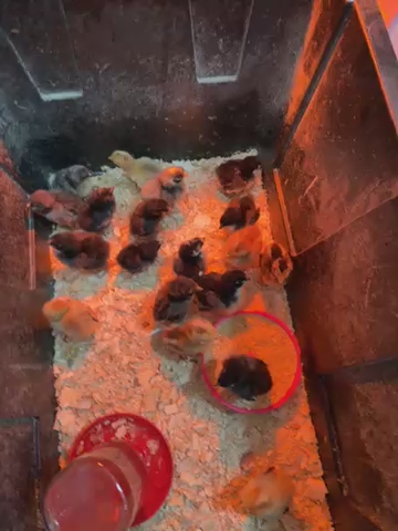 Chicks And Pullets