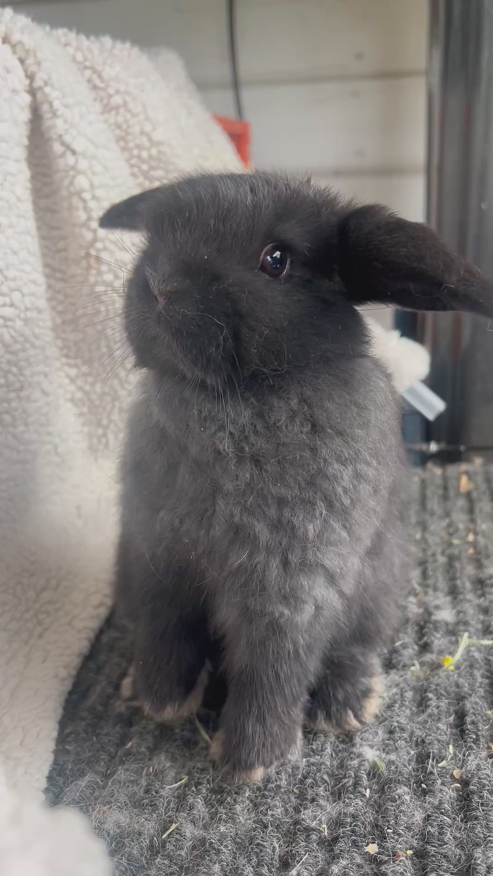Purebred Pedigreed Show Holland Lop