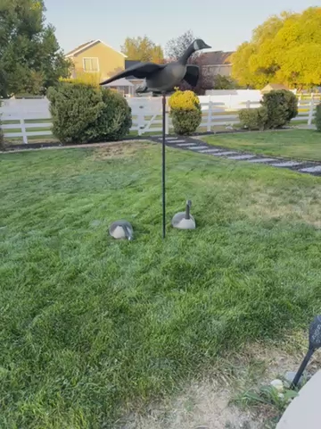 Goose decoys