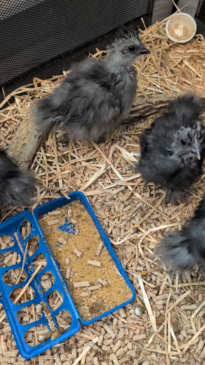 Silkie chicks