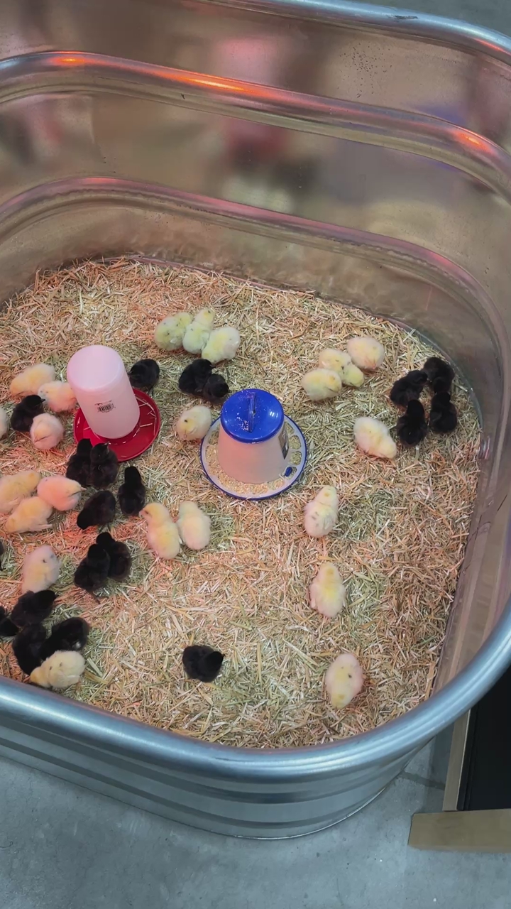 100 Baby Chicks Just Arrived