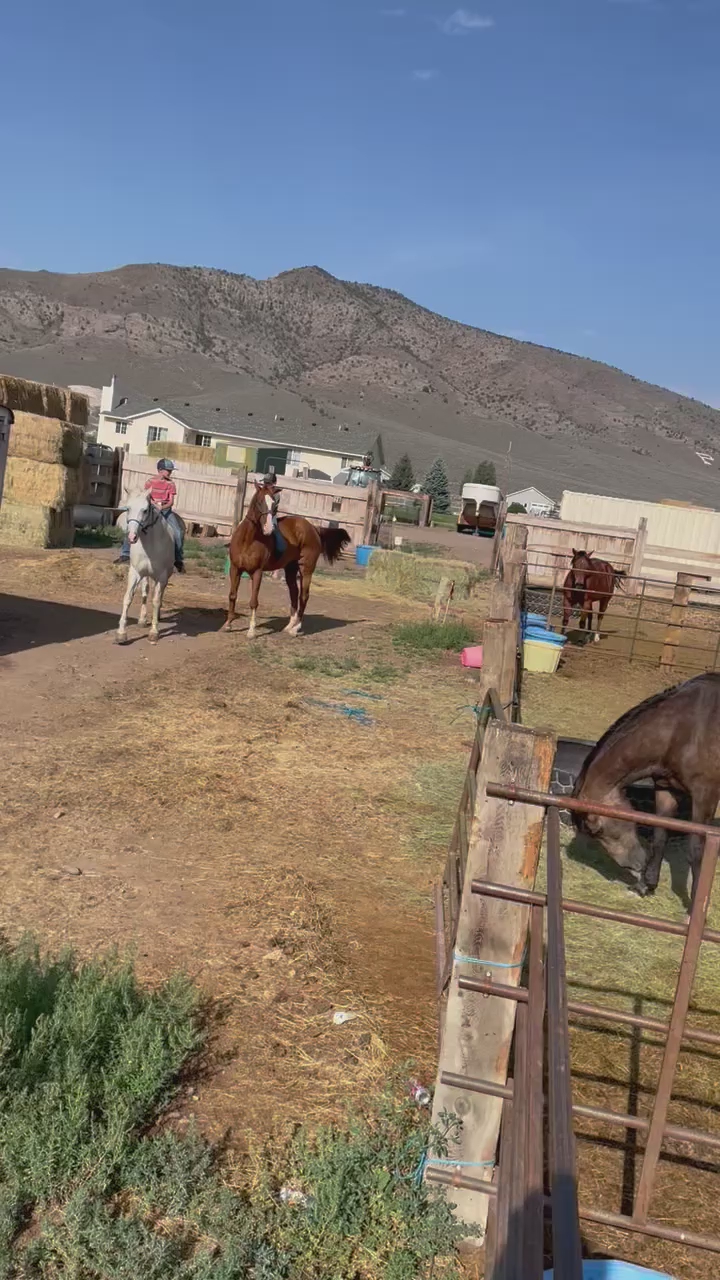 Kid horses