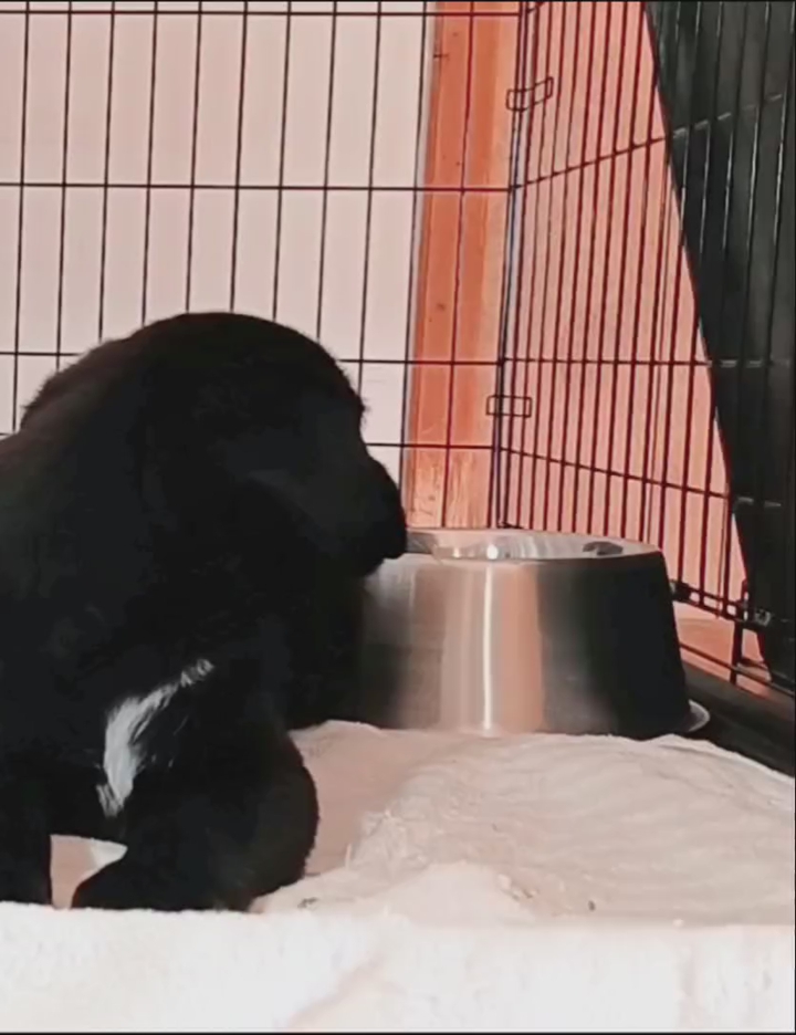 Mini Aussie/ Golden Retriever Puppy ($249 OBO)