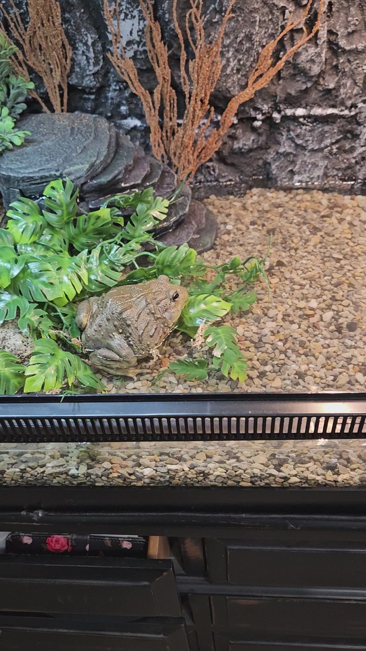 Frog Habitat