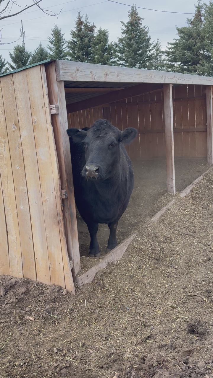 American Aberdeen Angus (Low-Line)