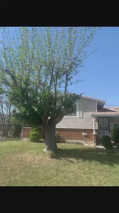Tree Service