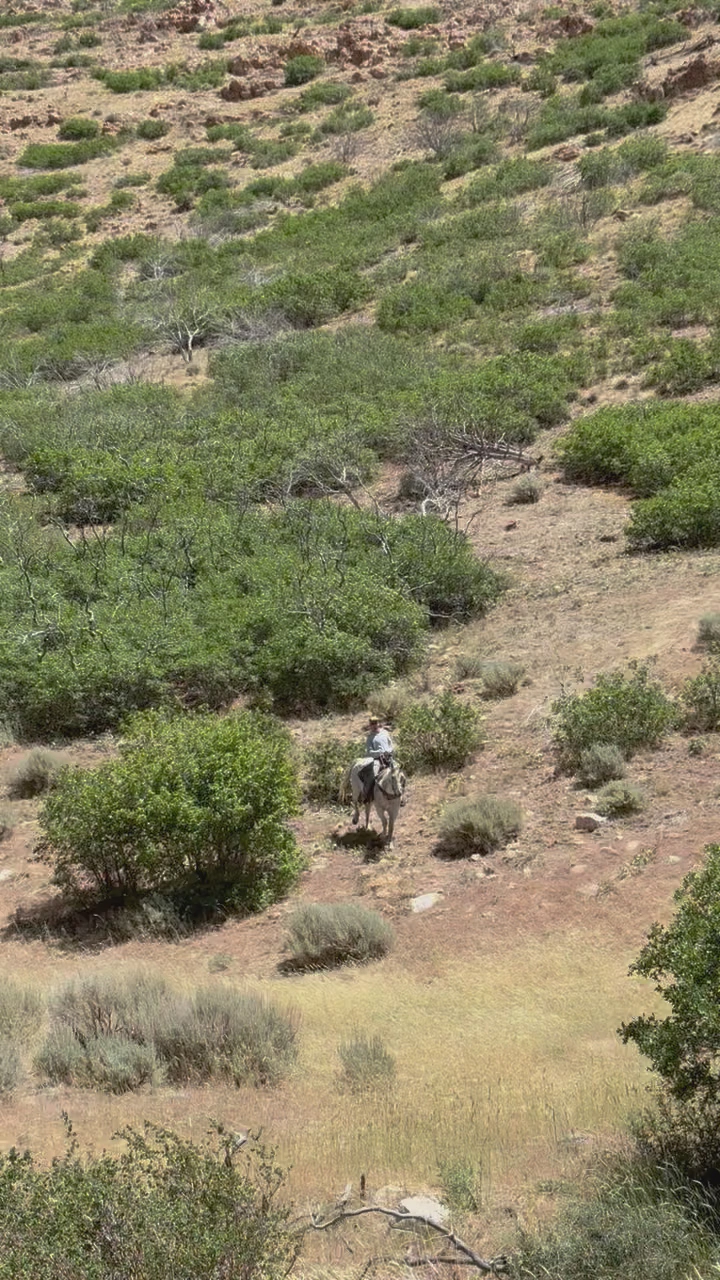 Trail horse