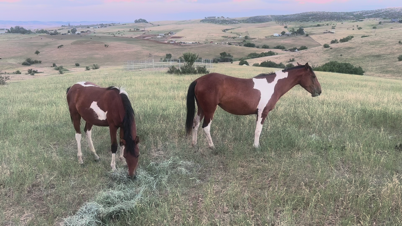 Warm Springs Reservation mustang 2yr old